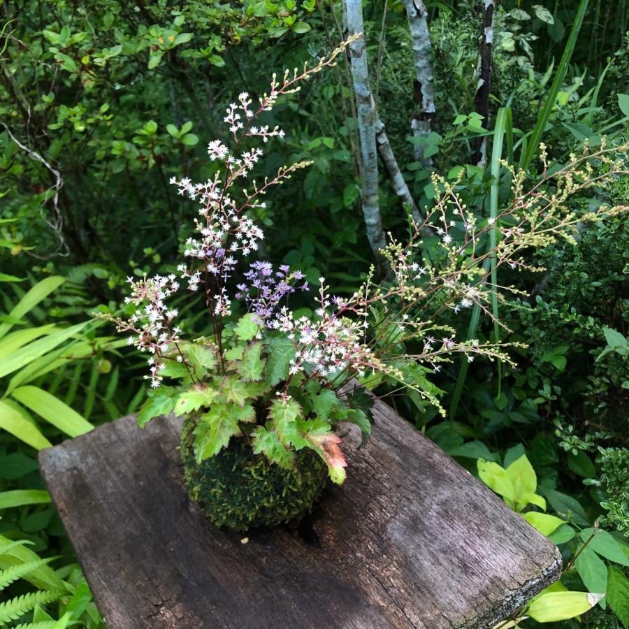 ヒトツバと黄金シダの根洗　苔玉 シダ　山野草 苔玉 コケダマ ヒトツバショウマ ツクシカラマツ 夏 涼し気 山野草