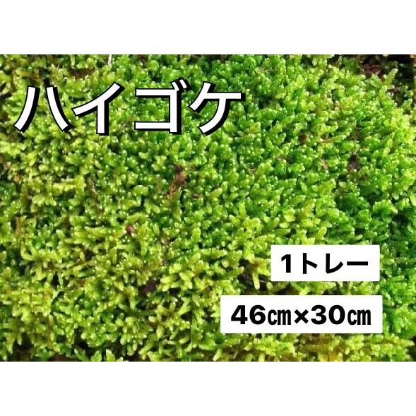 ハイゴケ 苔盆栽 苔テラリウム 苔玉作りに 46cm×30cm : やまおか碧