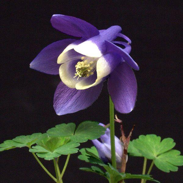 オダマキ 花苗 苧環 八甲田ミヤマオダマキ 山野草 : やまおか碧山苑