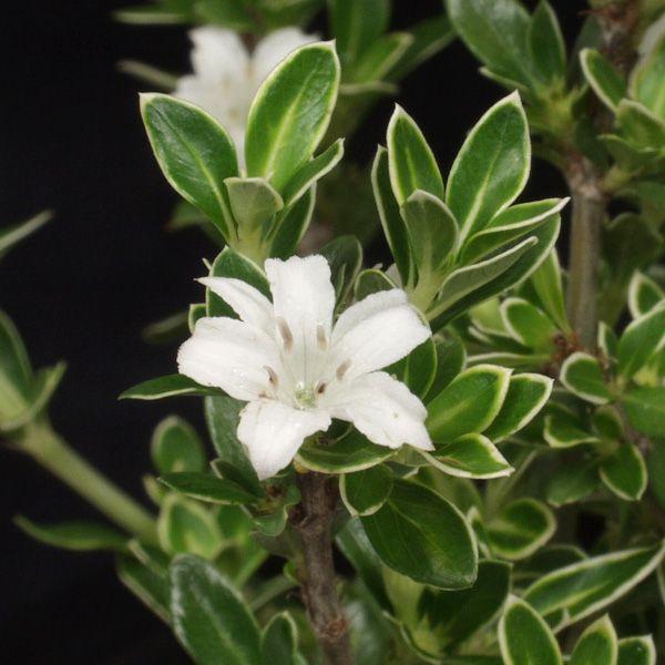 白丁花 山野草 Hakuchouge やまおか碧山苑ヤフー店 通販 Yahoo ショッピング