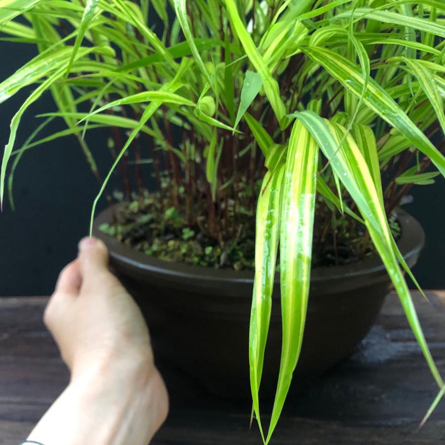 斑入風知草 フウチソウ 斑入 鉢植え 盆栽 現品 一点もの : やまおか碧