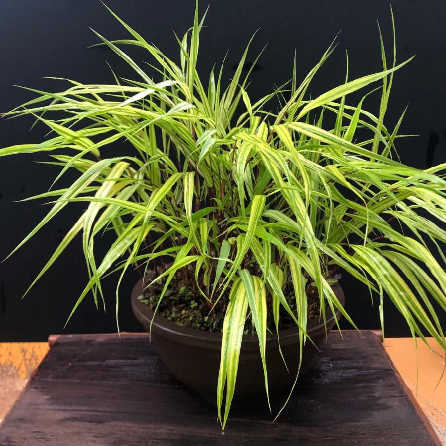 斑入風知草 フウチソウ 斑入 鉢植え 盆栽 現品 一点もの : やまおか碧