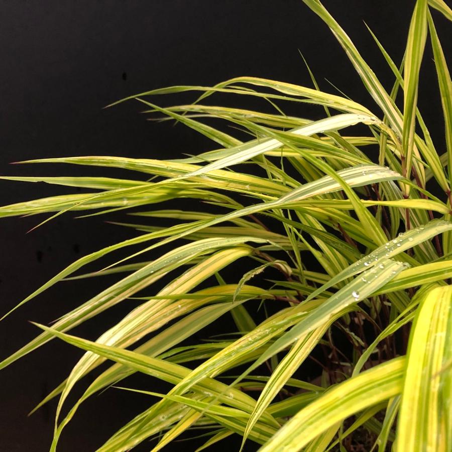 斑入風知草 フウチソウ 斑入 鉢植え 盆栽 現品 一点もの : やまおか碧