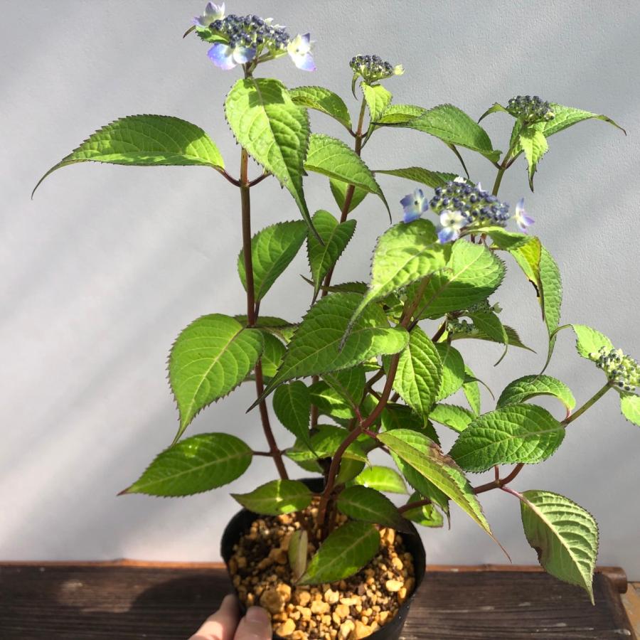 雫型/卒業式/紫陽花の雪溶けリース/ゴアナグロ/ドライフラワー/かすみ草 楽天市場】カスミソウブーケ S 送料無料 あす楽 退職 送別 卒業 記念日