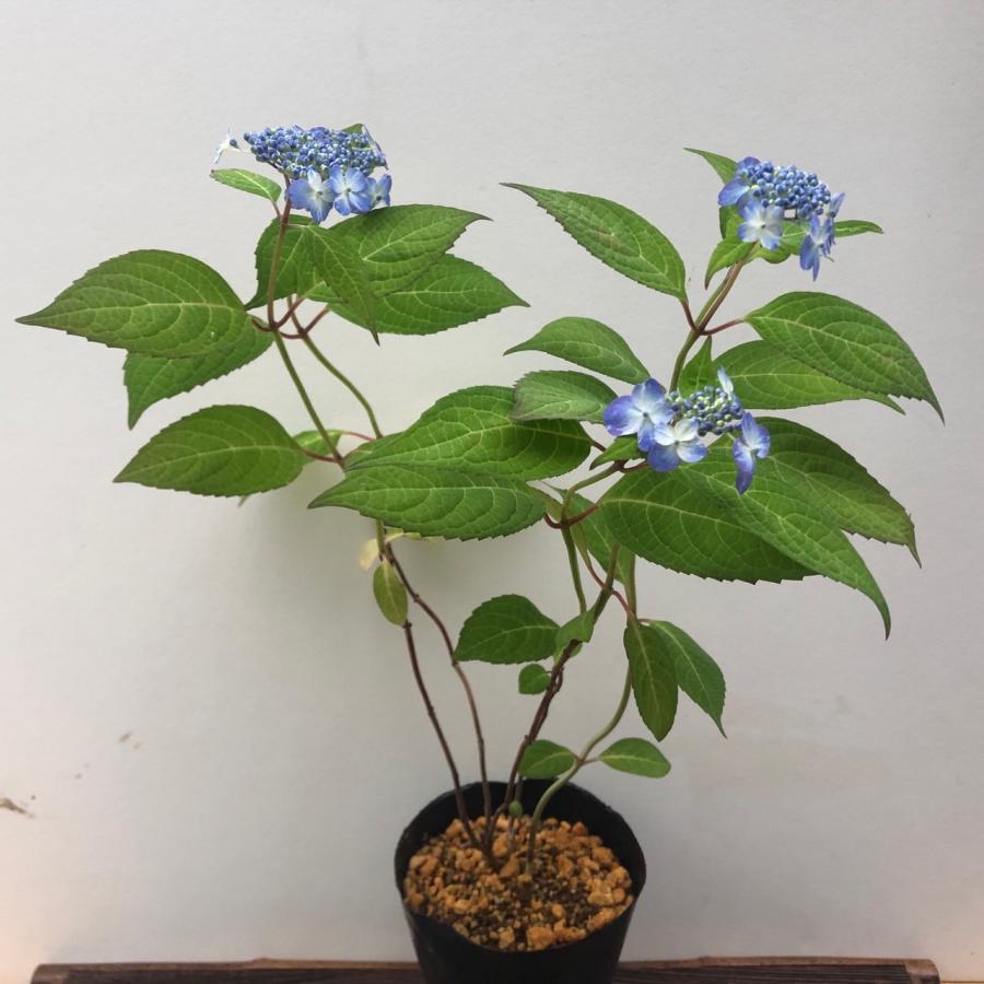 ヤマアジサイ 山アジサイ 紫陽花 日向絞 日向絞り 山野草 苗 庭植え