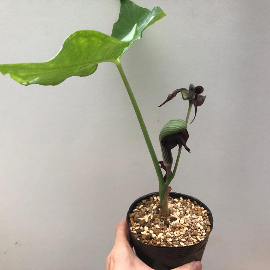 ムサシアブミ 二頭竜 山野草 現品 : やまおか碧山苑ヤフー店 - 通販