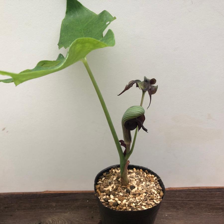 ムサシアブミ 二頭竜 山野草 現品 : やまおか碧山苑ヤフー店 - 通販
