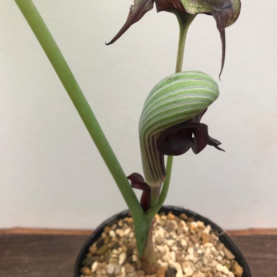 ムサシアブミ 二頭竜 山野草 現品 : やまおか碧山苑ヤフー店 - 通販