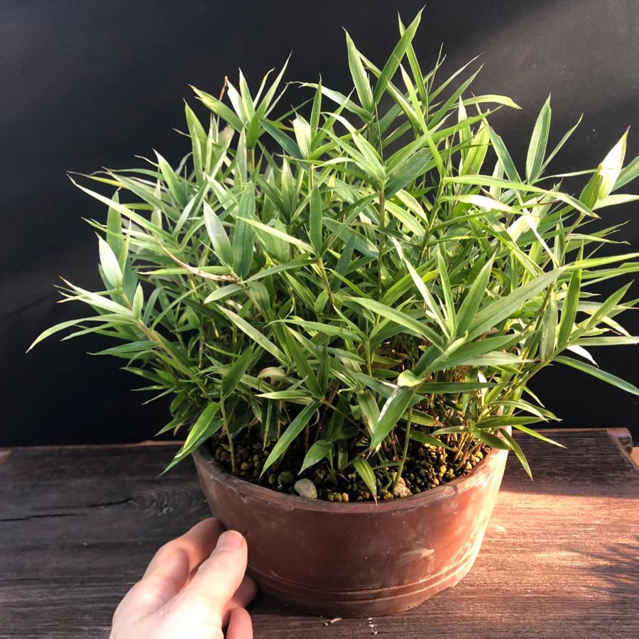 曙笹 アケボノザサ 盆栽 鉢植え 現品 : やまおか碧山苑ヤフー店 - 通販