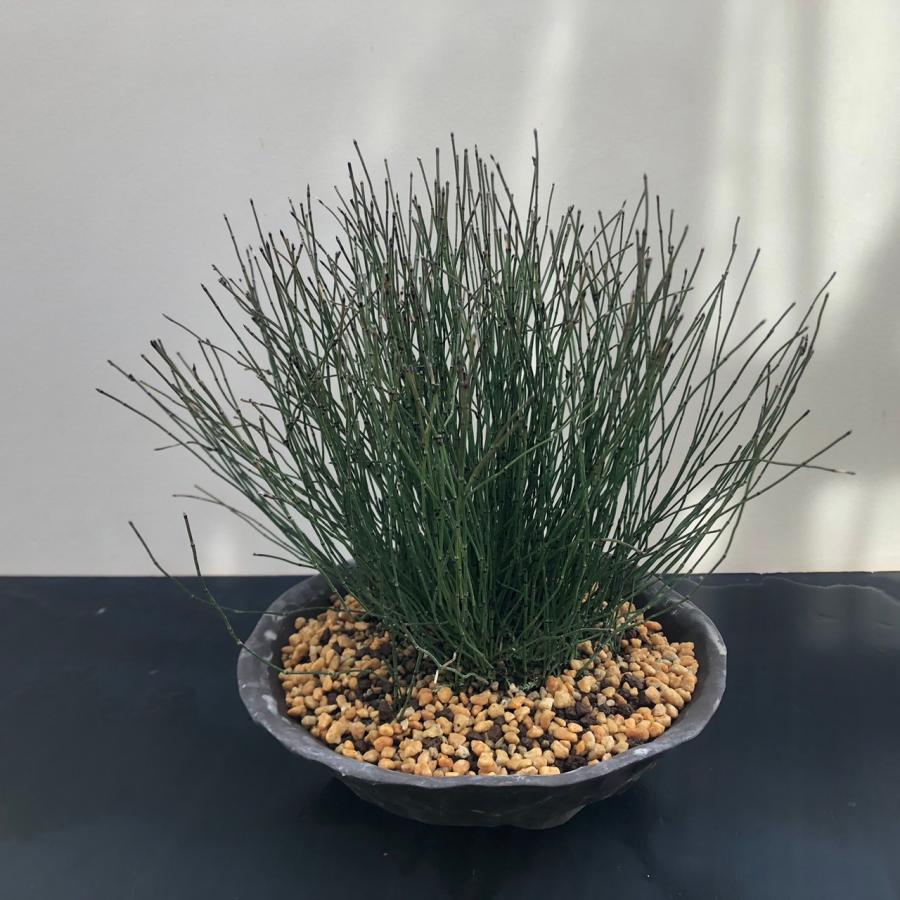 千島姫トクサ 鉢植え 苔盆栽 ミニ盆栽 山野草 現品 : やまおか碧 千島姫トクサ 鉢植え 苔盆栽 ミニ盆栽 山野草 現品 : やまおか碧