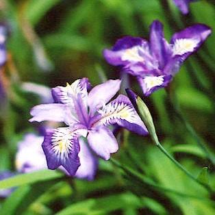 ヒメシャガ 姫シャガ 山野草 Himesyaga やまおか碧山苑ヤフー店 通販 Yahoo ショッピング