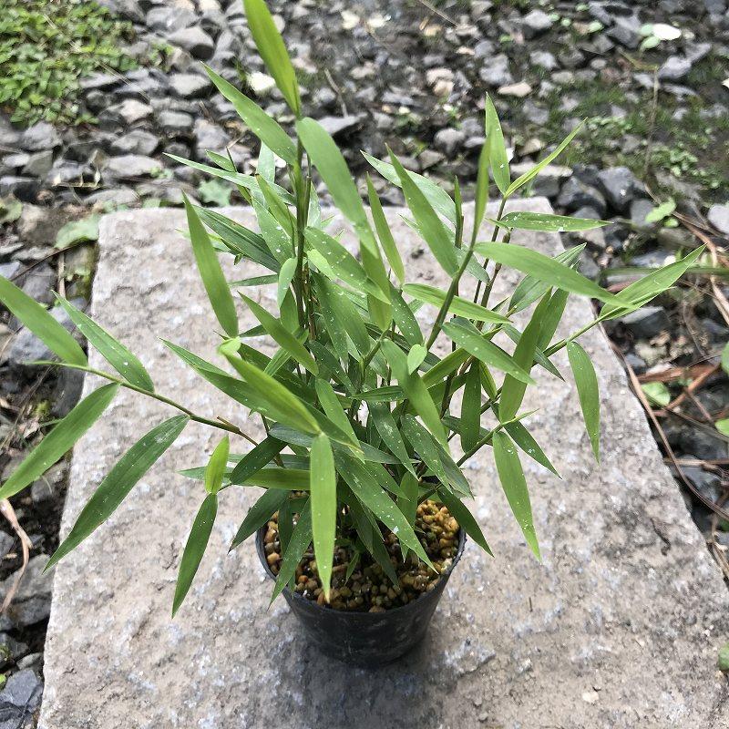 姫竹 山野草 盆栽添草 : やまおか碧山苑ヤフー店 - 通販 - Yahoo