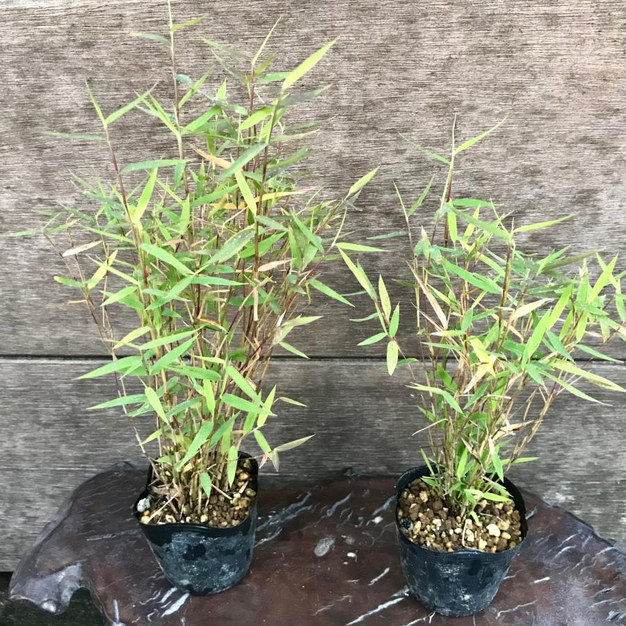 姫竹 山野草 盆栽添草 : やまおか碧山苑ヤフー店 - 通販 - Yahoo