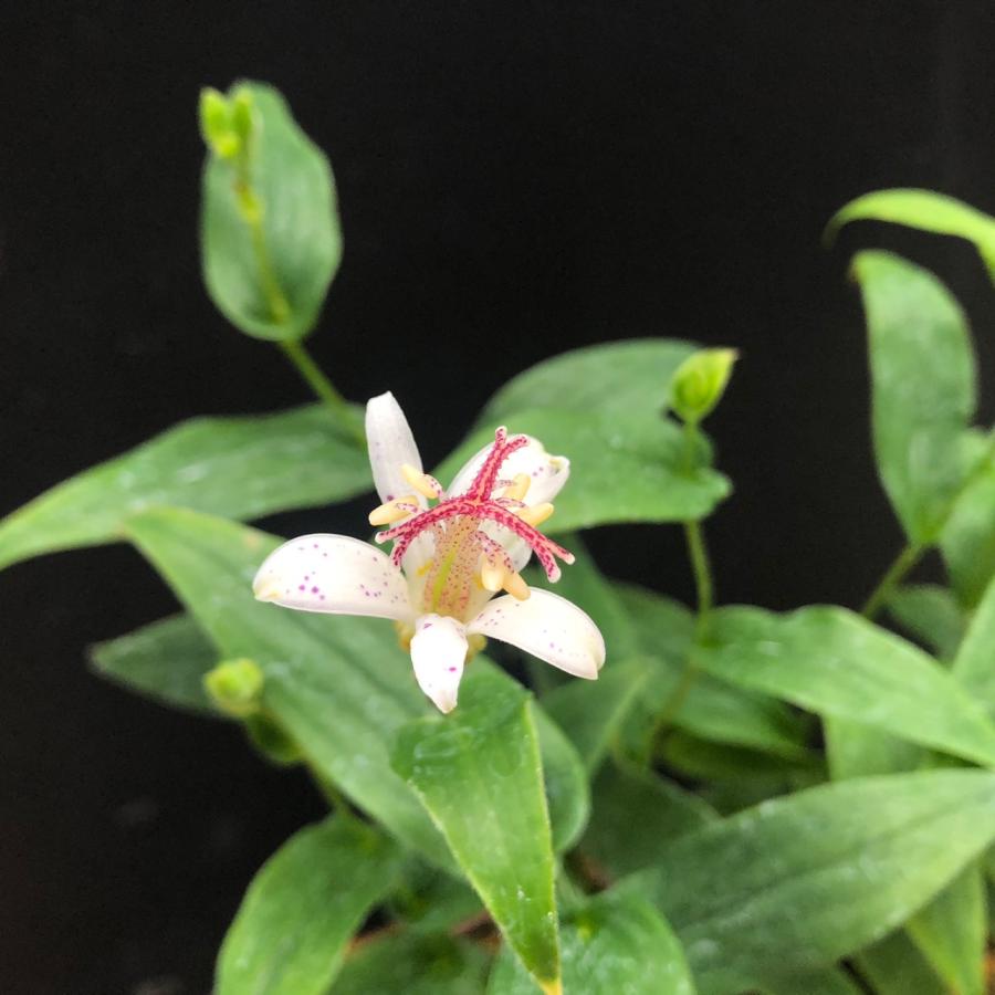 ホトトギス 抜き苗 8本 山野草 茶花 （ホトトギス 白秋 9月10月 秋の花 
