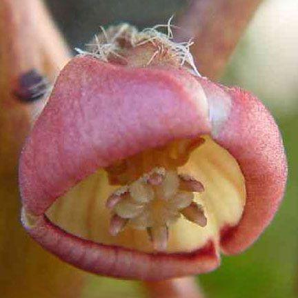 フタバアオイ 山野草 ２芽入り Hutabaaoi やまおか碧山苑ヤフー店 通販 Yahoo ショッピング