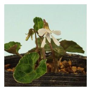 野草 イリオモテソウ 西表草 【公式通販】