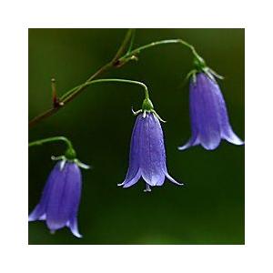 イワシャジン 岩沙参 大ポット10.5cm 2025年開花終わり秋の花 茶花 山