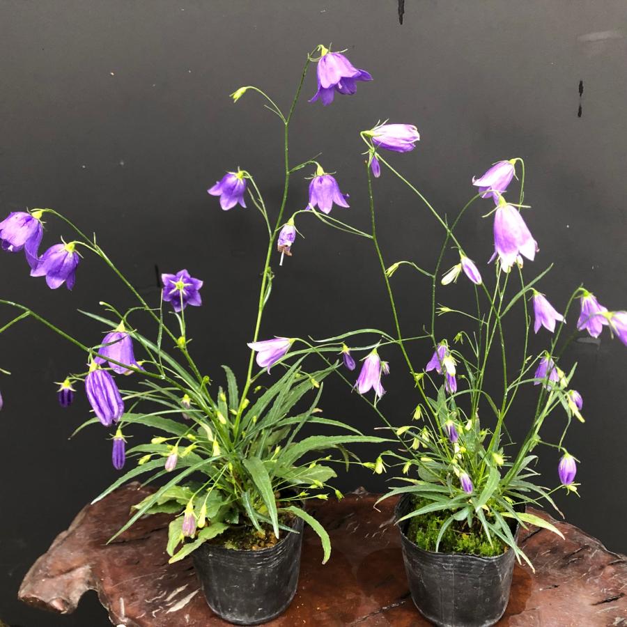 岩沙参 イワシャジン 紫花 茶花 山野草 : やまおか碧山苑ヤフー店