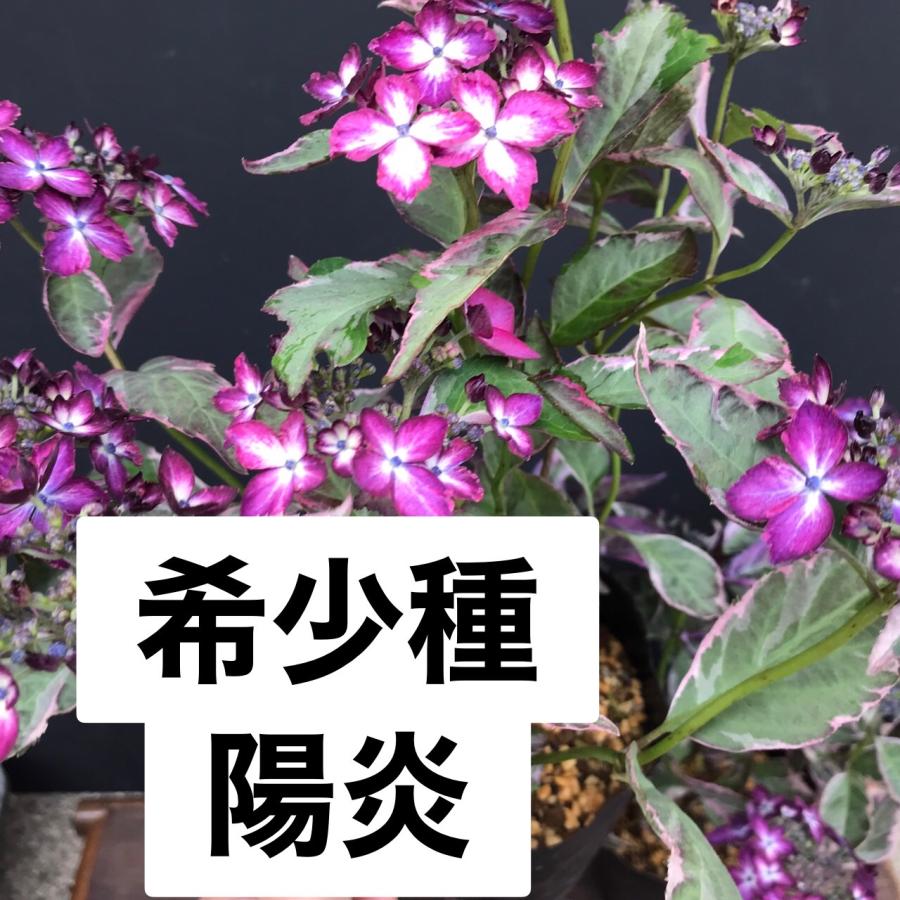 ヤマアジサイ 苗 陽炎大株 山紫陽花 : やまおか碧山苑ヤフー店 - 通販