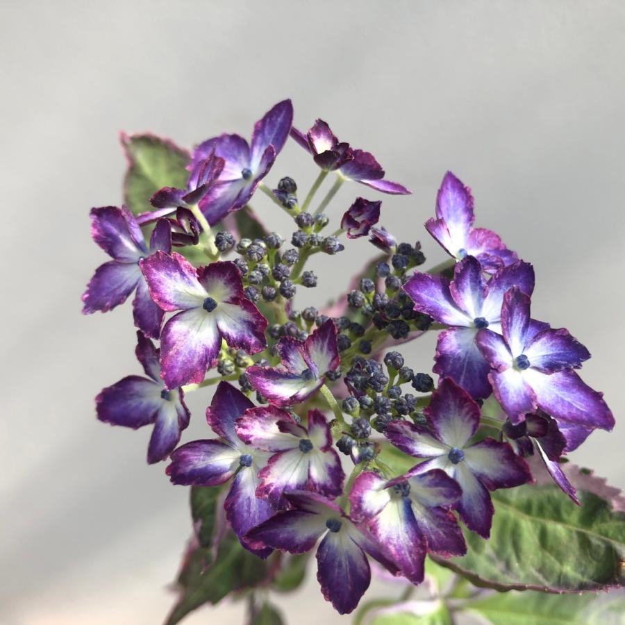 ヤマアジサイ 苗 陽炎大株 山紫陽花 R8年花芽3つ以上 : やまおか碧山苑
