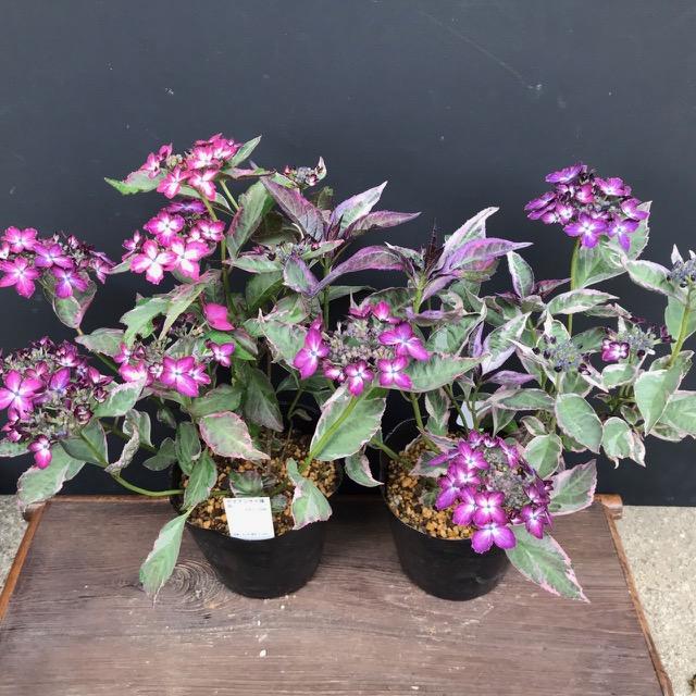 ヤマアジサイ 苗 陽炎大ポット 山紫陽花 R8年花芽なし : やまおか碧山