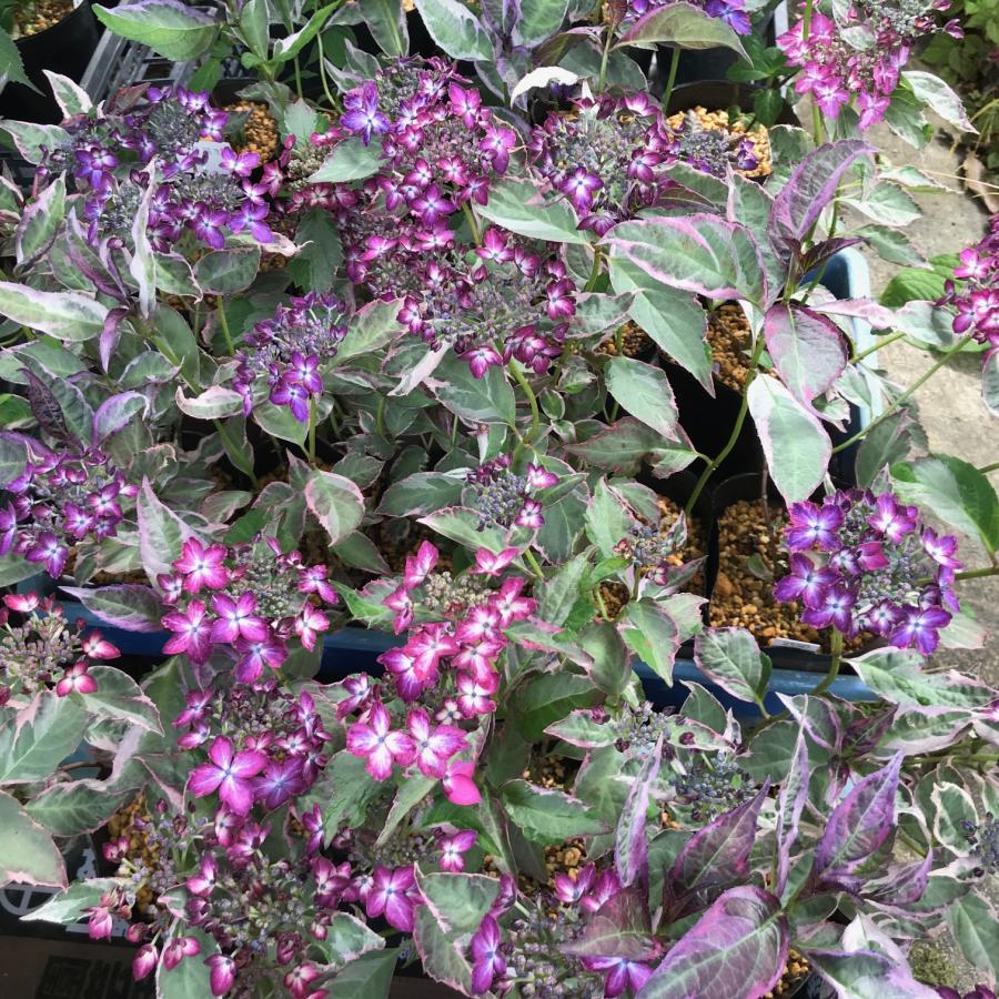ヤマアジサイ 苗 陽炎大株 山紫陽花 R8年花芽3つ以上 : やまおか碧山苑