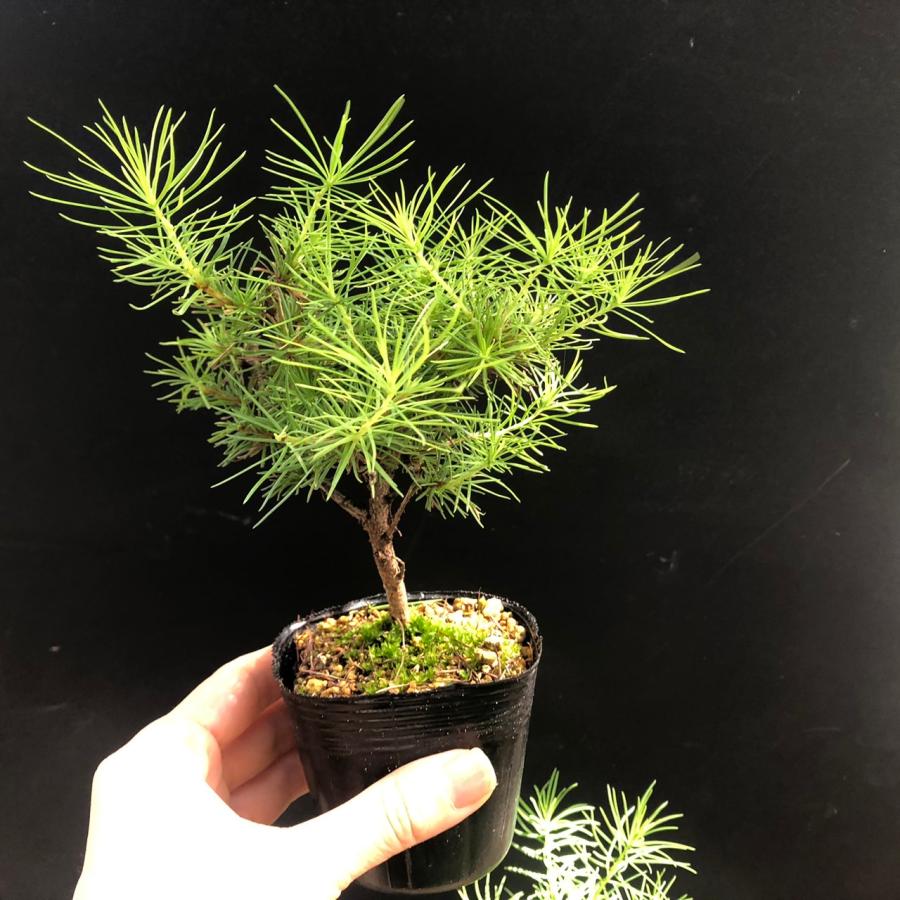 今シーズンの薪！唐松(カラ松)針葉樹　薪38センチ〜43センチ) 信州産カラマツ薪 35cm – 森の中ストア