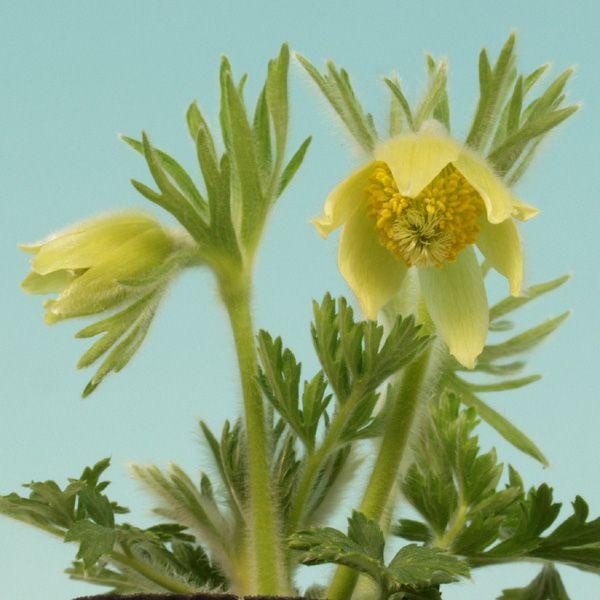 黄花翁草 キバナオキナグサ 山野草　（Yahoo!・やまおか碧山苑ヤフー店）
