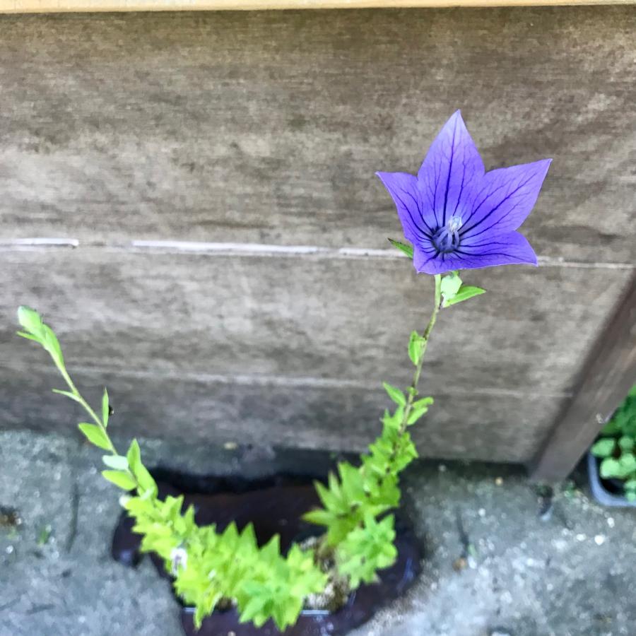 キキョウ 桔梗 ききょう 茶花 山野草 庭植え 多年草 秋の七草 : やま 