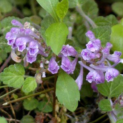 コバノタツナミソウ 小葉の立浪草 山野草 Kobanotatu やまおか碧山苑ヤフー店 通販 Yahoo ショッピング