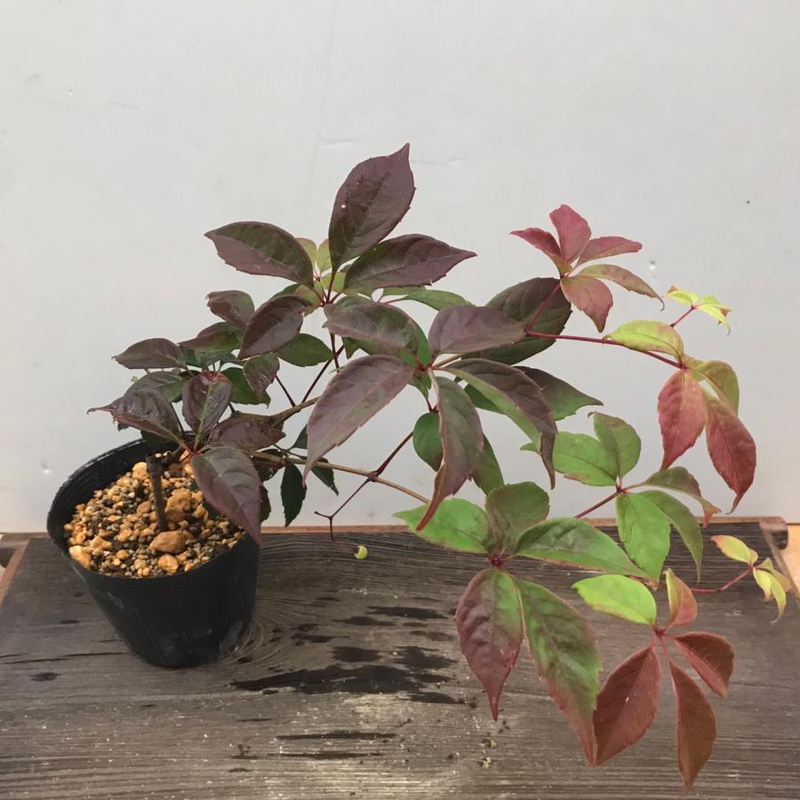 天神ヅタ 天神ツタ 茶花 照り葉 山野草 苗 : やまおか碧山苑ヤフー店