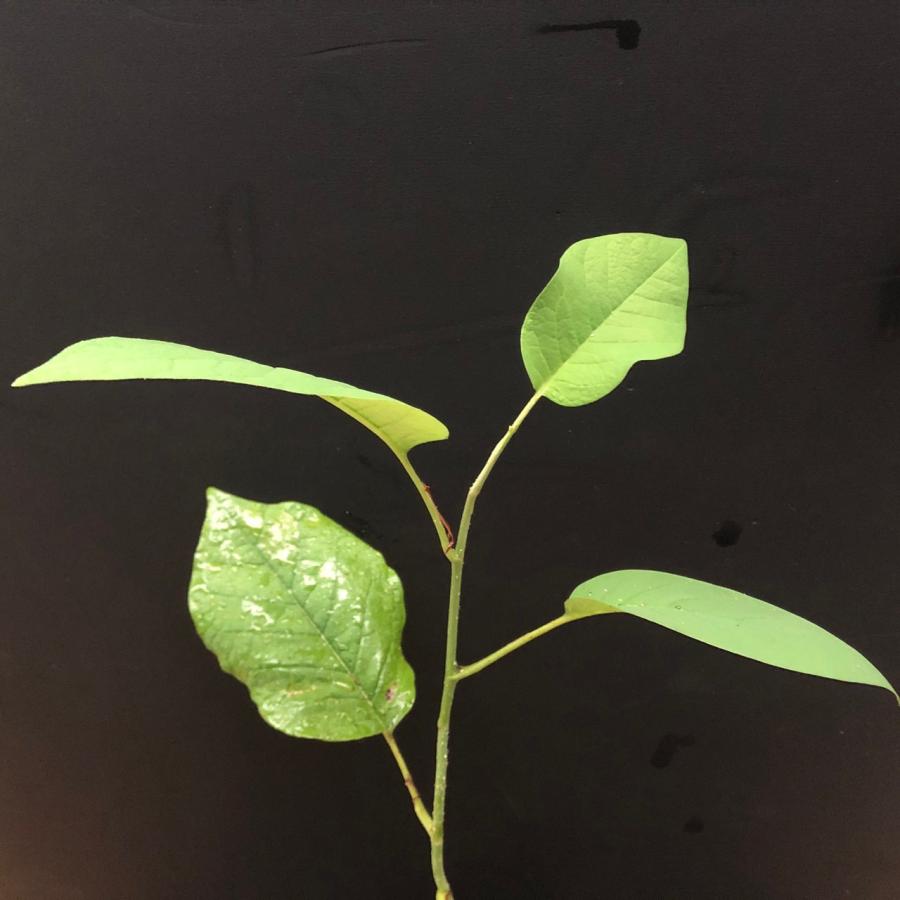 オオヤマレンゲ ミヤマレンゲ 山野草 茶花 苗 庭植え : やまおか碧山苑