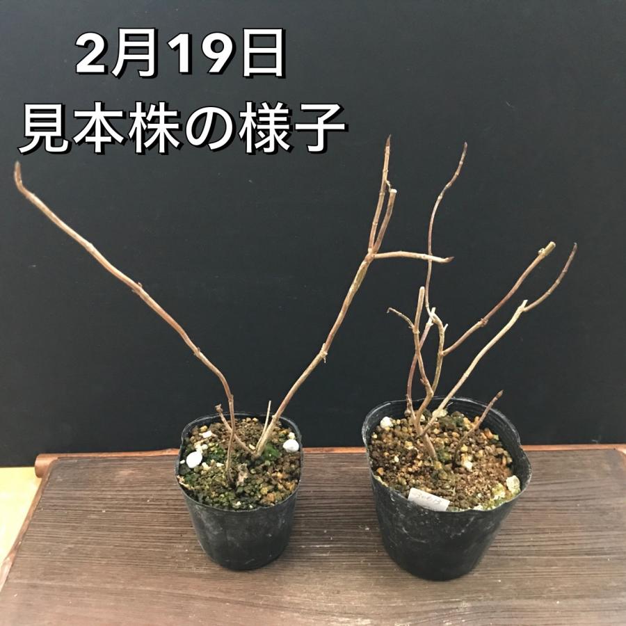 ヤマアジサイ 苗 紅冠雪 コウカンセツ : やまおか碧山苑ヤフー店