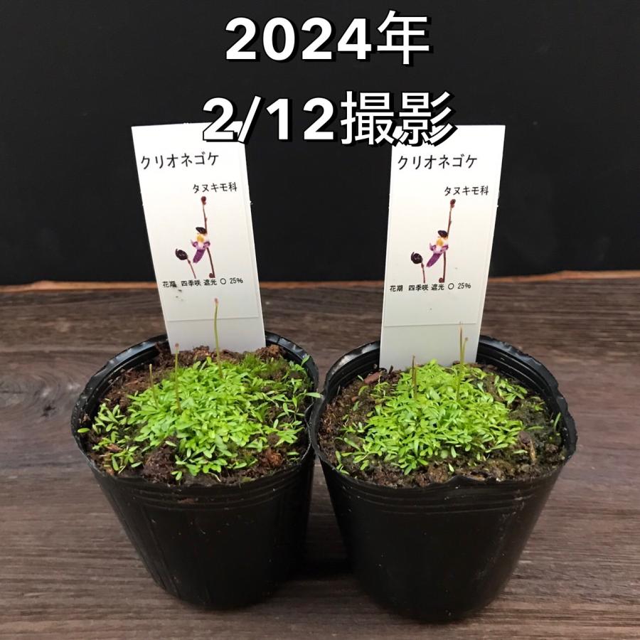 クリオネゴケ 食虫植物 アクアリウム｜hekizanen｜02