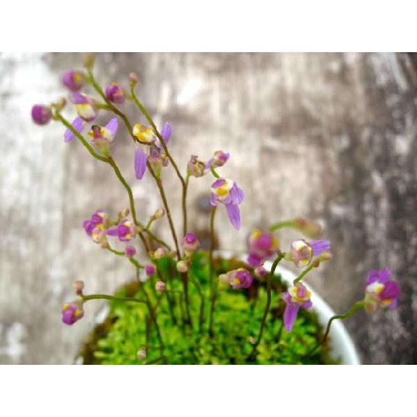 苔盆栽 コケダマ こけだま クリオネゴケ苔玉 現在未開花です（Yahoo!・やまおか碧山苑ヤフー店）