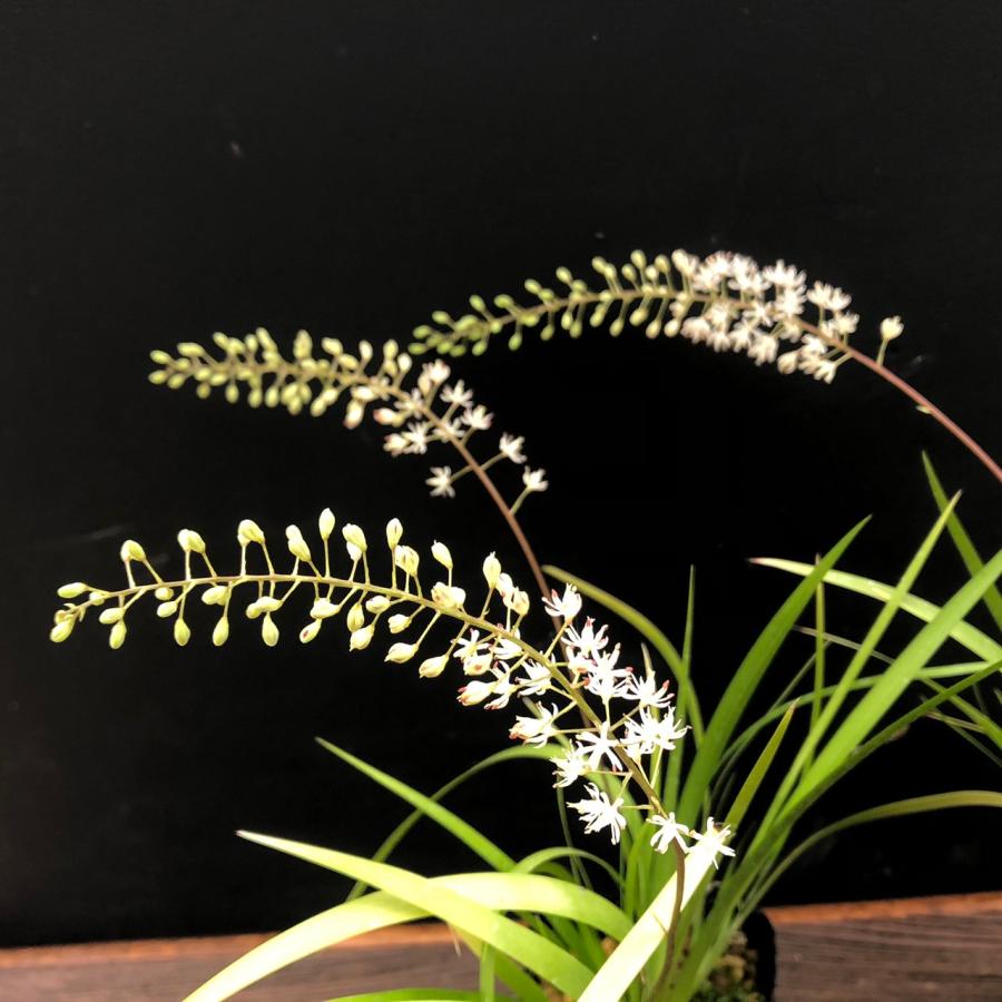 黒髪花石菖 クロカミハナゼキショウ セキショウ 夏の花 山野草 : やま