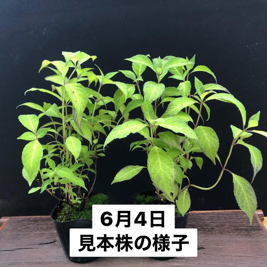ヤマアジサイ 苗 舞妓アジサイ マイコアジサイ R8年開花終わり : やま