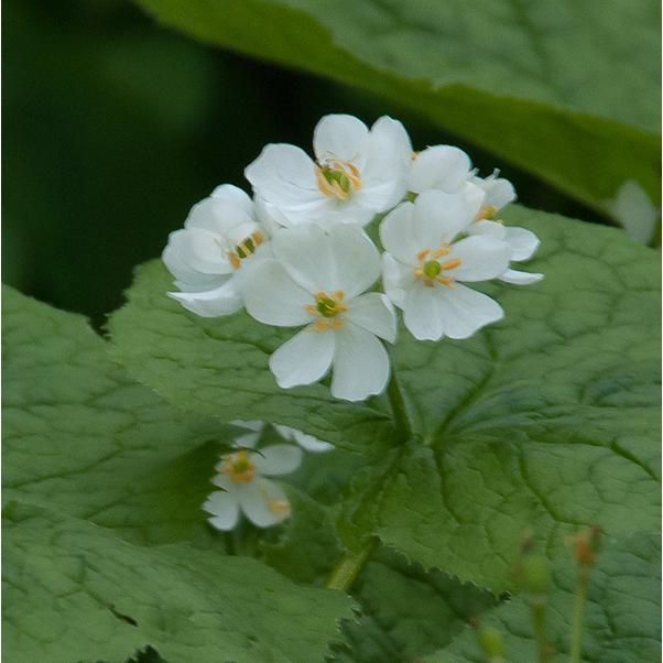 サンカヨウ 透明の花 スケルトンフラワー 山野草 : やまおか碧山苑