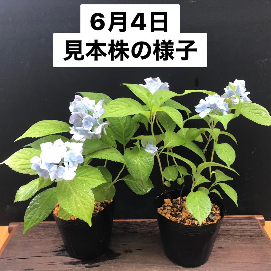 山アジサイ ヤマアジサイ 苗 丸山牡丹 R8年花芽なし : やまおか碧山苑