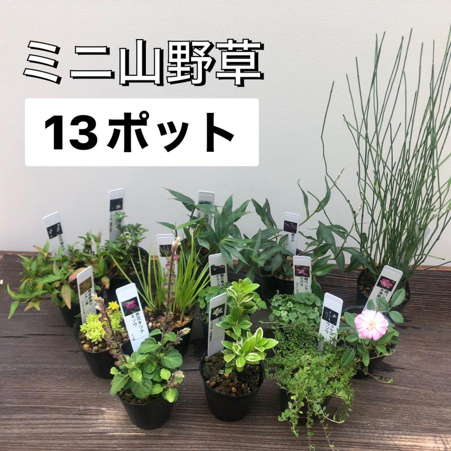山野草　風蘭寄せ植え　30株以上 山野草 13ポットセット ミニ 苗 おまかせ 苔テラリウム 和風 盆栽 寄せ
