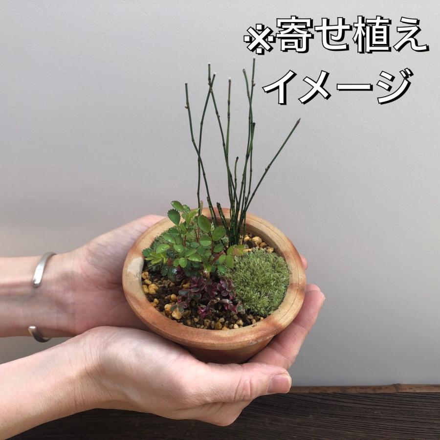 山野草 3ポットセット ミニ 苗 おまかせ 和風 盆栽 寄せ植えに 山野草 3ポットセット ミニ 苗 おまかせ 和風 盆栽 寄せ植えに