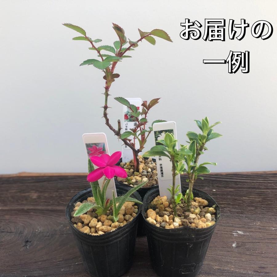 山野草 3ポットセット ミニ 苗 おまかせ 和風 盆栽 寄せ植えに 山野草 3ポットセット ミニ 苗 おまかせ 和風 盆栽 寄せ植えに