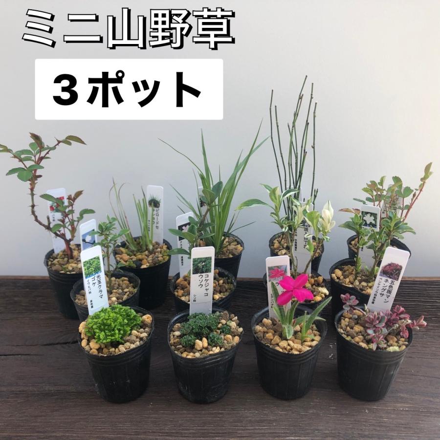 山野草 3ポットセット ミニ 苗 おまかせ 和風 盆栽 寄せ植えに 山野草 3ポットセット ミニ 苗 おまかせ 和風 盆栽 寄せ植えに