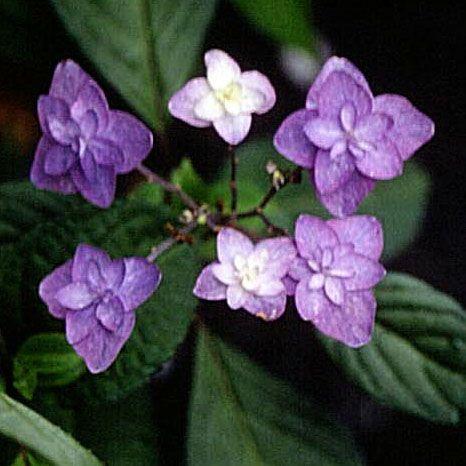 ヤマアジサイ 苗 深山八重紫アジサイ 茶花 庭植え 多年草 2024年開花