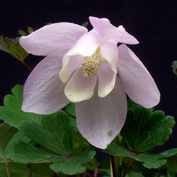オダマキ 花苗 苧環 桃色ミヤマオダマキ 大株 山野草 : やまおか碧山苑