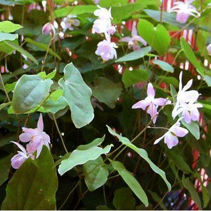 最大81 Offクーポン 桃色バイカイカリソウ 山野草