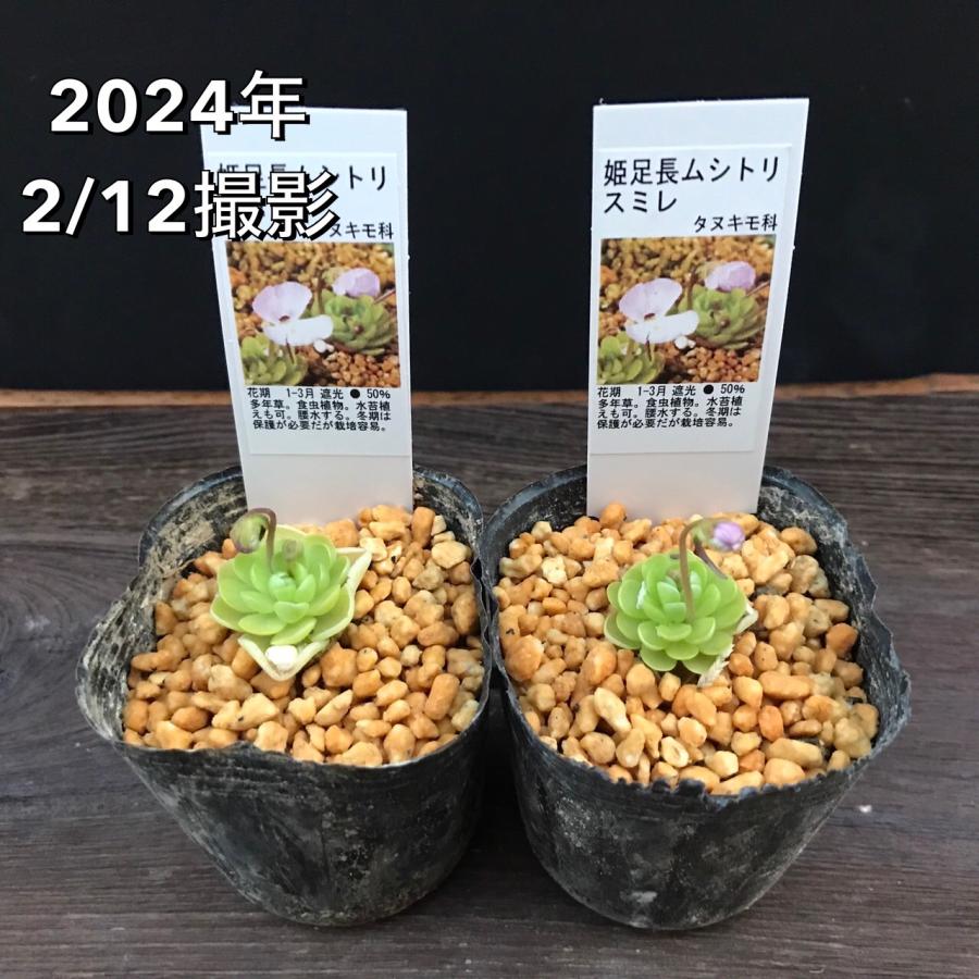 姫足長ムシトリスミレ 食虫植物 マジカルプランツ : やまおか碧山苑