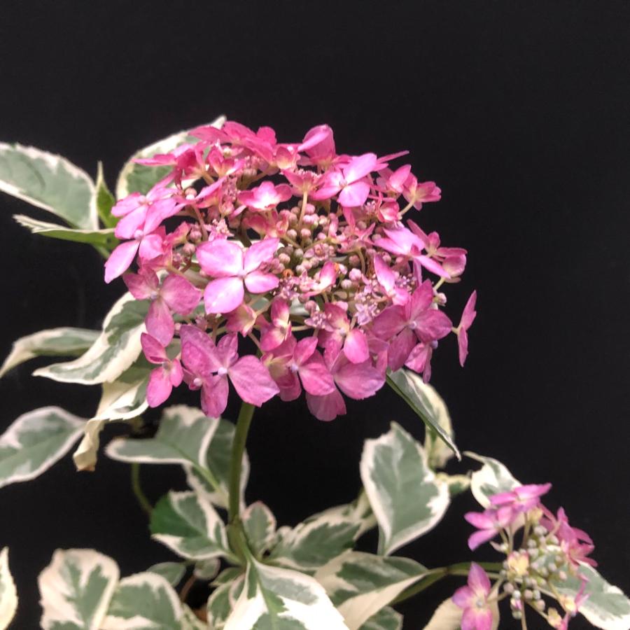 ヤマアジサイ 苗 名残雪 山紫陽花 R8年花芽4つ以上 : やまおか碧山苑