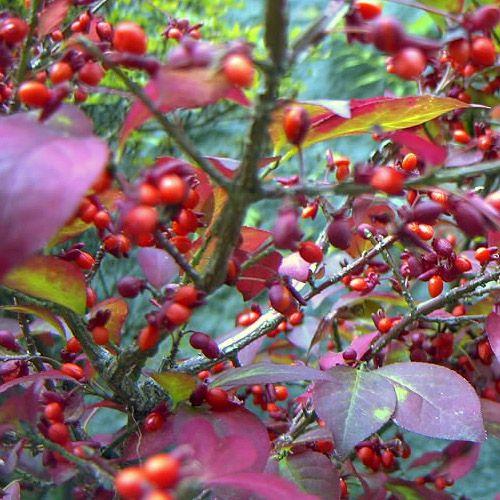 ニシキギ 錦木 茶花 山野草 : やまおか碧山苑ヤフー店 - 通販 - Yahoo