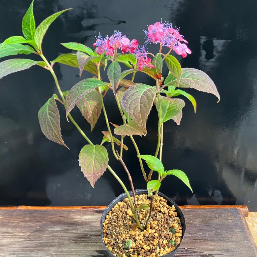 ヤマアジサイ 山アジサイ 山紫陽花 赤べえ R8花芽2つ : やまおか碧山苑